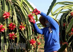 Tìm giải pháp đẩy mạnh xuất khẩu rau quả vào thị trường Trung Quốc