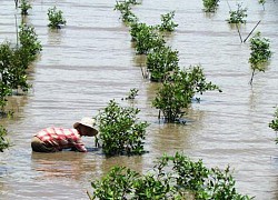 Trồng rừng... trên biển