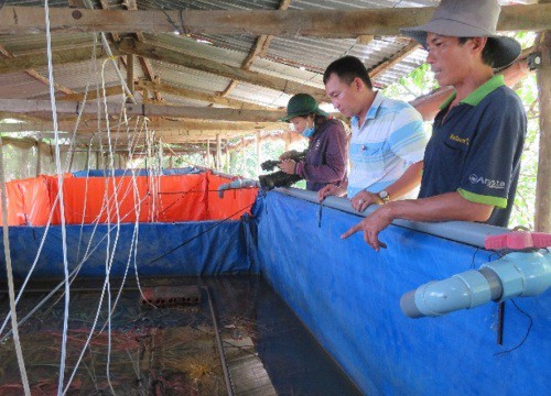 An Giang: "Liều" nuôi lươn không bùn công nghệ cao dày đặc trong 7 bể lót bạt, bắt toàn con to bự, nặng nửa ký/con