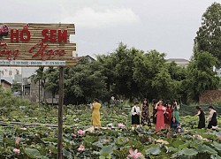 Bình Định: Sen nở trái mùa, thấy lạ bao nhiêu người đến xem và chụp ảnh