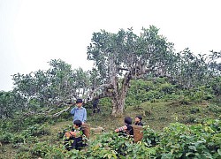 Chè shan và người - càng gần càng xa!