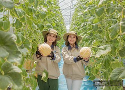 Gái xinh Hưng Yên bắt dưa lưới "đẻ sòn sòn", trái nào cũng tròn và đầy, thu lãi hơn nửa tỷ đồng/năm