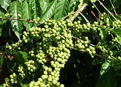 Giá cà phê hôm nay 1/11: Cà phê Robusta tiếp tục tăng