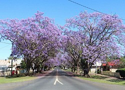 Australia: Rực rỡ mùa hoa phượng tím tại thị trấn Grafton