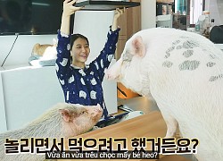 Mukbang trêu ngươi heo cưng, cô gái vã mồ hôi với màn tranh cướp cực căng và nhận ngay kết đắng