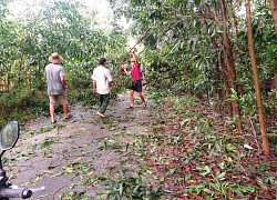 TT-Huế: Nông dân tiếc đứt ruột nhìn cây "đẻ vàng trắng" gãy đổ la liệt, xót nhất là đúng lúc mủ cao su tăng cao