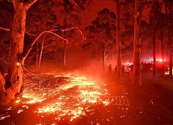 Australia lo ngại nguy cơ cháy rừng do nắng nóng dữ dội