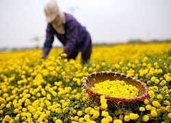 Bông hoa bé bằng cúc áo dùng làm thuốc, pha trà có giá bán tới 800.000đ/ kg