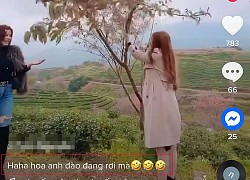 Bức xúc gái xinh rung cây để bạn tạo dáng hoa anh đào đang rơi, còn đăng clip lên mạng cười toe toét