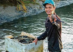 Cà Mau: Vùng đất nông dân đổi đời nhờ nuôi tôm càng xanh to bự trong ruộng lúa đẹp như tranh