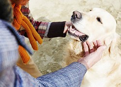 Câu chuyện cảm động về những chú chó trung thành nhất mọi thời đại khiến hàng triệu người không cầm được nước mắt