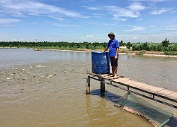 Đầu tư 11 mẫu đất nuôi cá VietGAP, anh nông dân Hà Nội thu nhập hơn 3 tỷ đồng/năm