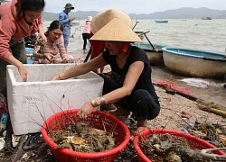 Dừng thả giống tôm hùm vào thời điểm này để tránh thiệt hại