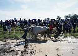 Giải đua bò muộn hấp dẫn du khách