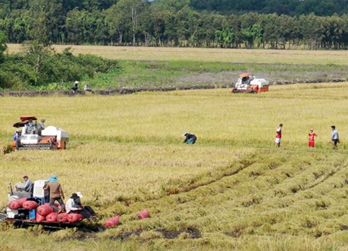 Long An phát triển vùng trồng lúa chất lượng cao