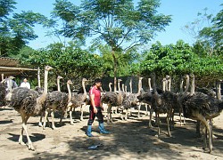 Nuôi chim &#8217;siêu to khổng lồ&#8217;, một nông dân tỉnh Hà Giang bán 1 lứa thu hơn 1 tỷ đồng