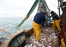 Telegraph: EU sẵn sàng nhượng bộ về quyền đánh bắt cá trong đàm phán Brexit