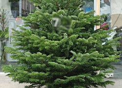 Thông Noel đi máy bay về Việt Nam, 30 triệu đồng/cây vẫn cháy hàng