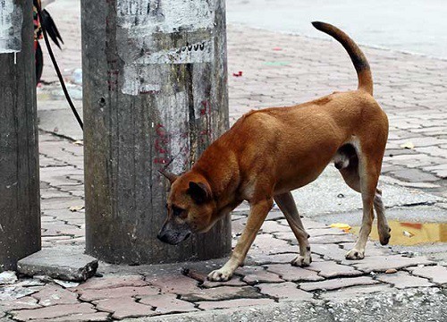 Vụ người đàn ông 'bỏ mặc' bạn gái giữa đường sau tai nạn để cứu chó cưng: Hé lộ thông tin mới đảo chiều câu chuyện