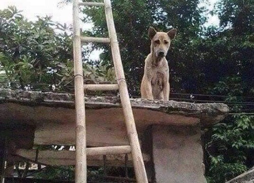 Bị mắng vài câu chú chó leo lên nóc cổng ngồi, nhìn cách đi lên thang làm ai cũng phải tự hỏi "con này chắc thành tinh"?