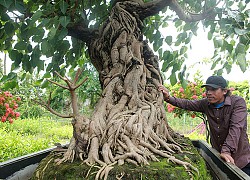 Có trong tay cây bồ đề đỏ bonsai, đại gia nông dân muốn đổi lấy nhà lầu, xe hơi