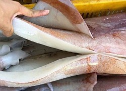 Dân buôn tiết lộ bất ngờ về loại mực khổng lồ bán rẻ 55.000 đồng/kg đang gây "sốt"