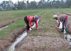 Hà Tĩnh: Chạy đua thời vụ khôi phục sản xuất sau lũ