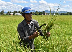 Kon Tum: Ở nơi này, nông dân thành phố khốn đốn với thứ lúa ma, có ruộng lúa phải cắt về cho bò ăn chơi