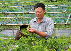 Thái Nguyên: Trồng cây lạ leo tràn lan, ra thứ hoa đặc sản bán đắt tiền, ông nông dân này bất ngờ giàu hẳn lên