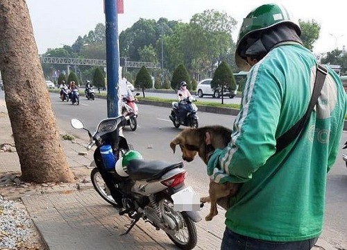 Thấy chú chó bị bỏ đói bên gốc cây, tài xế tốt bụng mua sữa cho uống