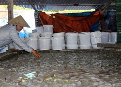 Trung Quốc siết nhập khẩu, làng chế biến sứa hoang tàn, nhiều cơ sở đi vào "ngõ cụt"