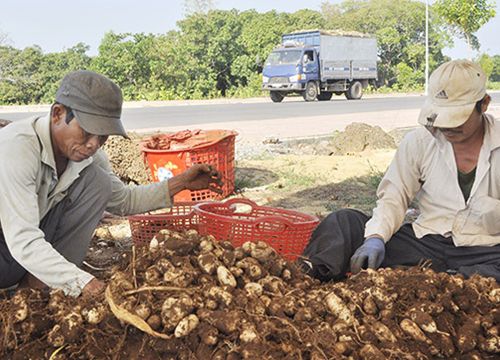 Đồng Nai: Đổi đời nhờ trồng thứ cây lạ ra từng chùm củ to như quả trứng gà, ăn giòn, ngọt mà lại dẻo