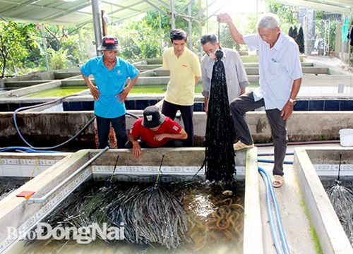 Đồng Nai: Nuôi lươn không bùn cho ăn thêm ớt, thắng lớn ngay vụ đầu, ông nông dân "chơi lớn" nuôi lên 22 hồ