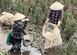 Hải Dương: Ở vùng này, nông dân nhàn nhã bắt 2 loài con đặc sản gì mà 3 mẫu ruộng thu được 450 triệu?