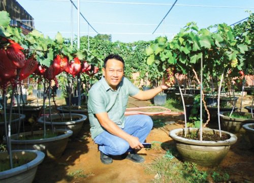 Ninh Thuận: Lạ, trồng nho cây thấp tè đã ra trái quá trời, ông nông dân tay ngang này làm ra không đủ bán