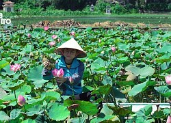 Sen Hang Múa (Ninh Bình) không chỉ đẹp mà còn gây sốt với trà, ẩm thực giữa trời Đông