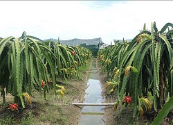 Thúc đẩy liên kết trong sản xuất nông nghiệp, hướng tới phát triển bền vững