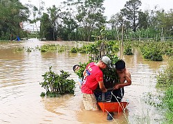 Bình Định: Nước lũ ngập sâu tứ bề, nông dân khổ sở ngâm mình mò cứu những cây mai cảnh đi sơ tán