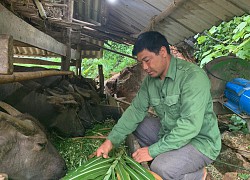 Cao Bằng: Nuôi vỗ béo trâu, con nào cũng to khỏe như lực sỹ, chưa là tỷ phú đã mua ô tô giá 700 triệu