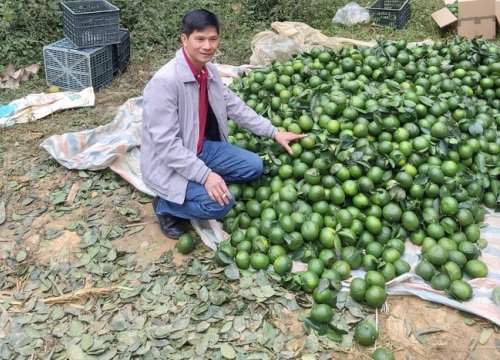 Được "ăn" phân bón Lâm Thao, cam sành Hàm Yên quả nào cũng to, đẹp mã