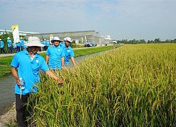 Lộc Trời (LTG) loay hoay tái cấu trúc