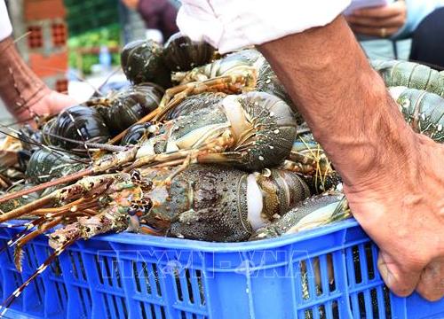 Phú Yên: Sau bão số 12, tôm hùm chết hàng loạt khiến người dân điêu đứng