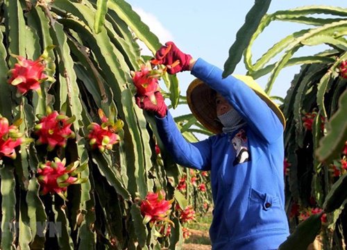 Thúc đẩy xuất khẩu nông sản qua cộng đồng doanh nhân người Việt ở Mỹ