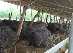 Trồng chuối, nuôi chim "khổng lồ", dân ở đây thu nhập hàng trăm triệu, làng quê nhanh khởi sắc