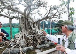 Cây cảnh &#8220;Kỳ duyên mộc thạch&#8221; có giá 5 tỷ đồng chủ nhân không bán