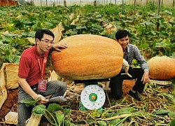 Choáng nông dân trồng bí ngô "siêu khủng", Việt Nam có quả hơn 100kg