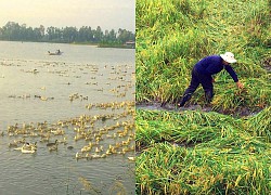 Hậu Giang: Gần 10.000ha lúa, cây ăn trái thiệt hại do mưa lũ