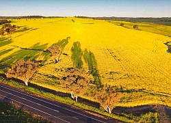 Mùa hoa cải hút khách ở Australia