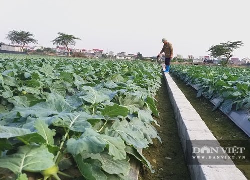 Thái Bình: "Nóng" chuyện chuyển đổi đất lúa, phá thế độc canh ở "quê hương năm tấn"