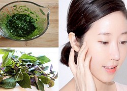 Bất ngờ trước 4 tác dụng lá tía tô với bà bầu